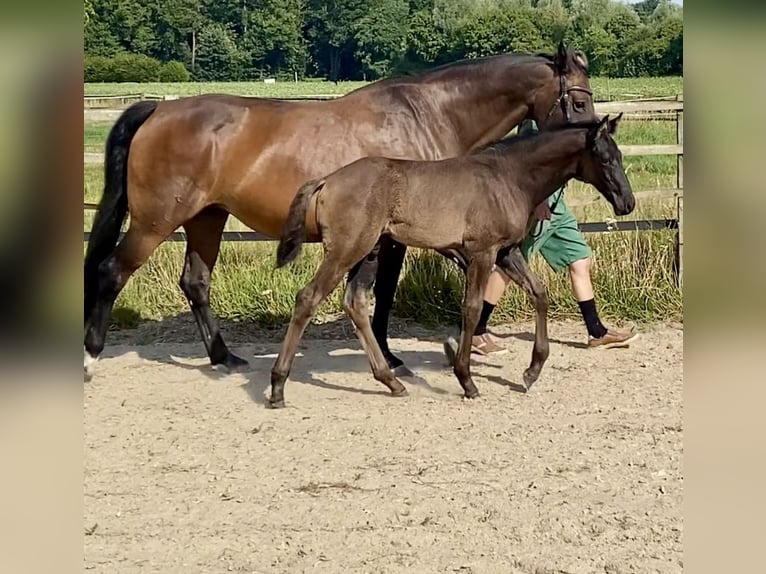 Oldenburger Hengst Fohlen (05/2025) 168 cm Rappe in M&#xF6;nchengladbach