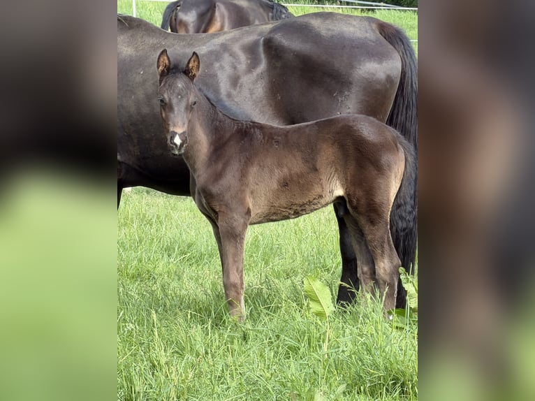 Oldenburger Hengst Fohlen (04/2026) 168 cm Schwarzbrauner in Hanerau-Hademarschen