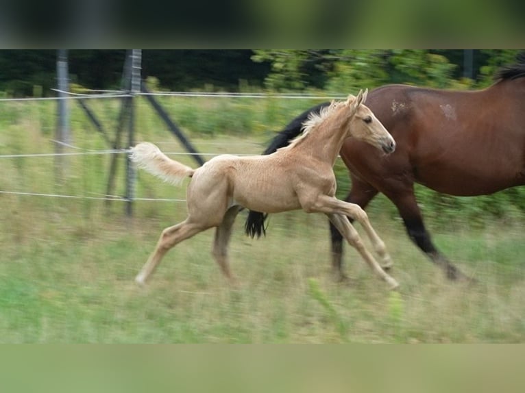 Oldenburger Hengst Fohlen (07/2026) 169 cm Palomino in Lubsza