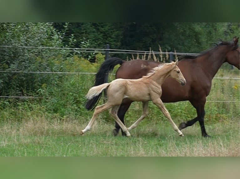 Oldenburger Hengst Fohlen (07/2026) 169 cm Palomino in Lubsza