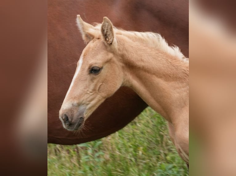 Oldenburger Hengst Fohlen (07/2026) 169 cm Palomino in Lubsza