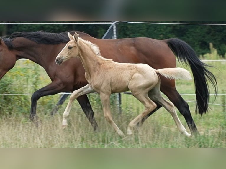 Oldenburger Hengst Fohlen (07/2026) 169 cm Palomino in Lubsza