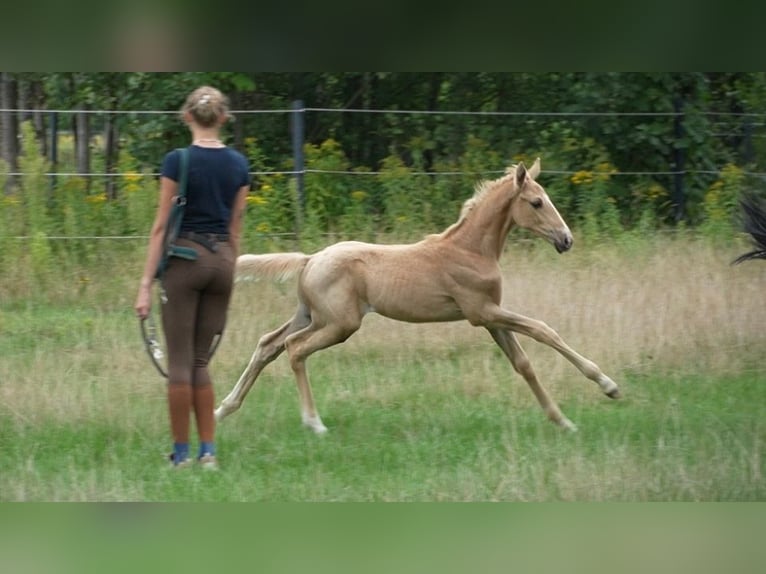 Oldenburger Hengst Fohlen (07/2026) 169 cm Palomino in Lubsza