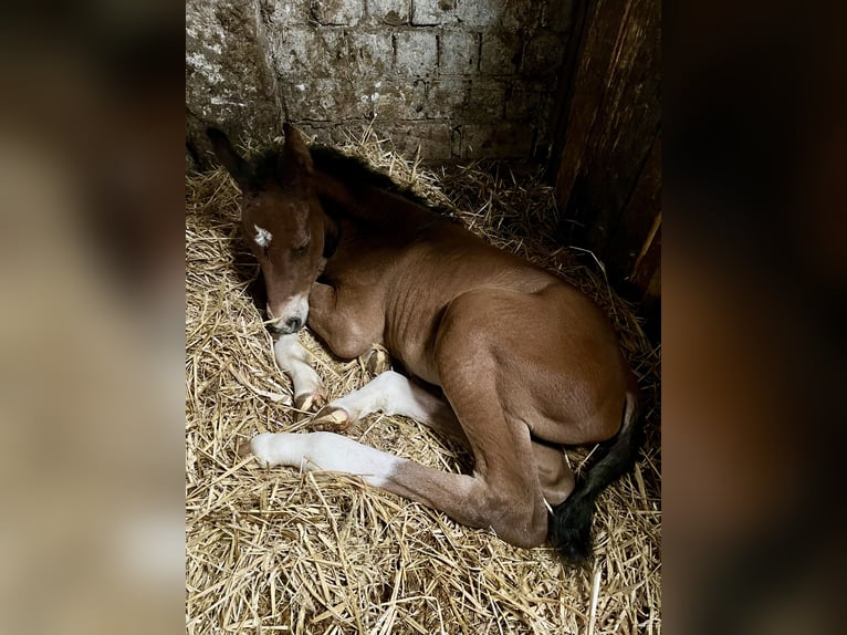 Oldenburger Hengst  170 cm Brauner in Meppen
