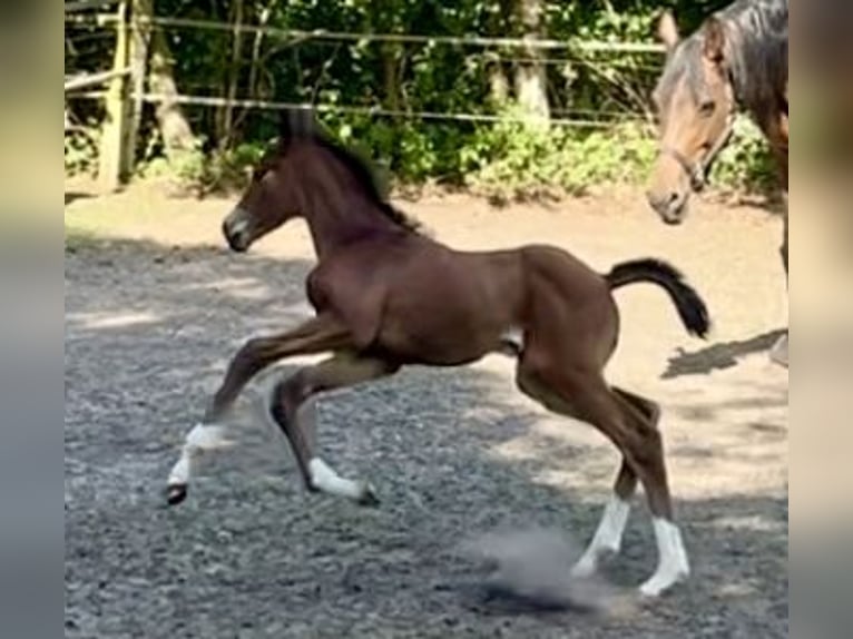 Oldenburger Hengst  170 cm Brauner in Meppen