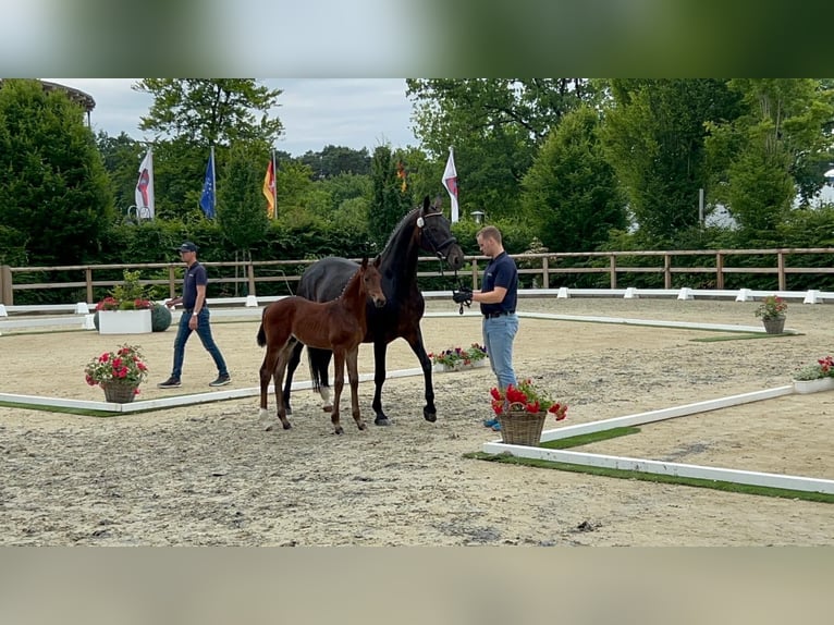 Oldenburger Hengst  170 cm Brauner in Hiddenhausen