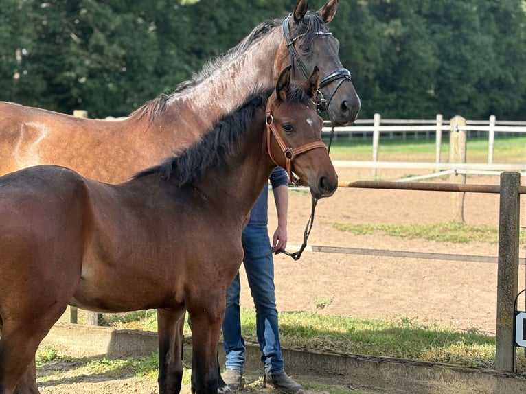 Oldenburger Hengst Fohlen (03/2025) 170 cm Brauner in Beesten