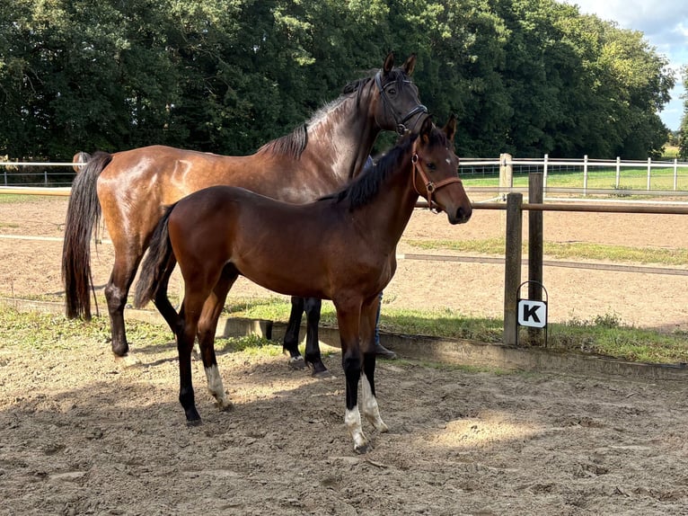 Oldenburger Hengst Fohlen (03/2025) 170 cm Brauner in Beesten