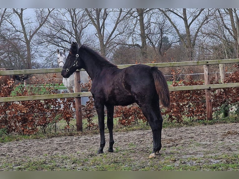 Oldenburger Hengst Fohlen (03/2025) 170 cm in Wittmund