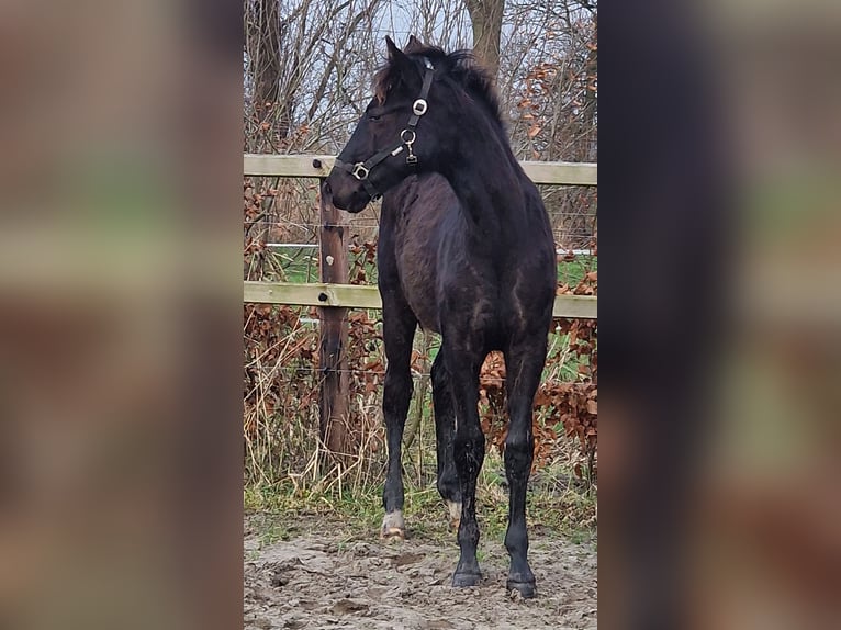 Oldenburger Hengst Fohlen (03/2025) 170 cm in Wittmund