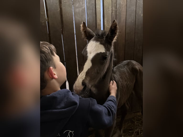 Oldenburger Hengst Fohlen (05/2026) 170 cm  in Hanerau-Hademarschen