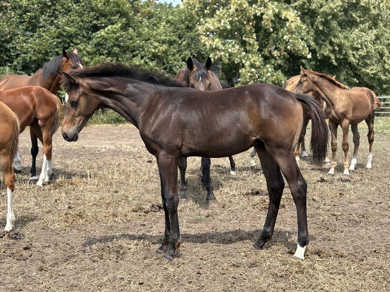 Oldenburger Hengst Fohlen (03/2026) 170 cm Dunkelbrauner in Barver