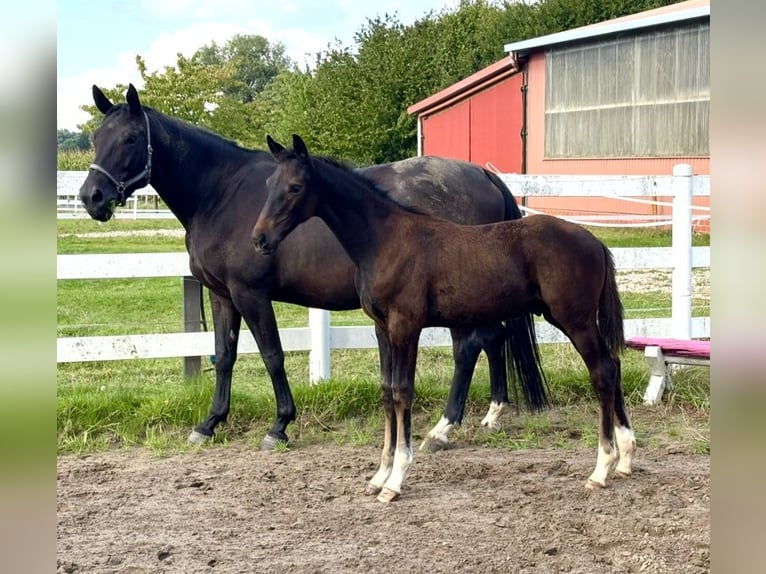Oldenburger Hengst Fohlen (05/2025) 170 cm Dunkelbrauner in Ostercappeln