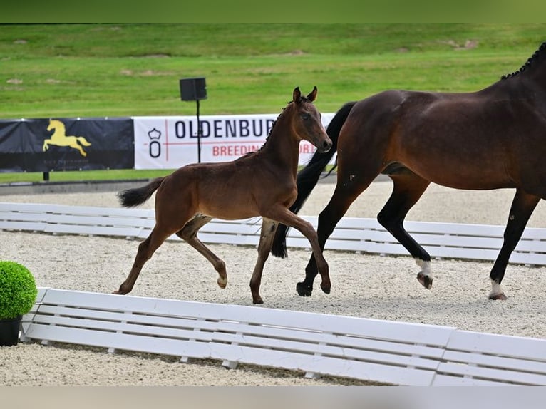 Oldenburger Hengst Fohlen (04/2024) 170 cm Dunkelbrauner in Potsdam