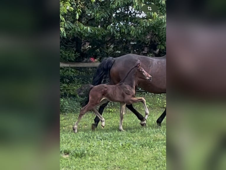 Oldenburger Hengst  170 cm Dunkelbrauner in Werlte