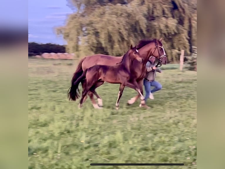 Oldenburger Hengst Fohlen (05/2025) 170 cm Dunkelbrauner in Usedom