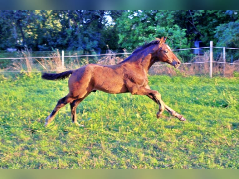 Oldenburger Hengst Fohlen (05/2025) 170 cm Dunkelbrauner in Usedom