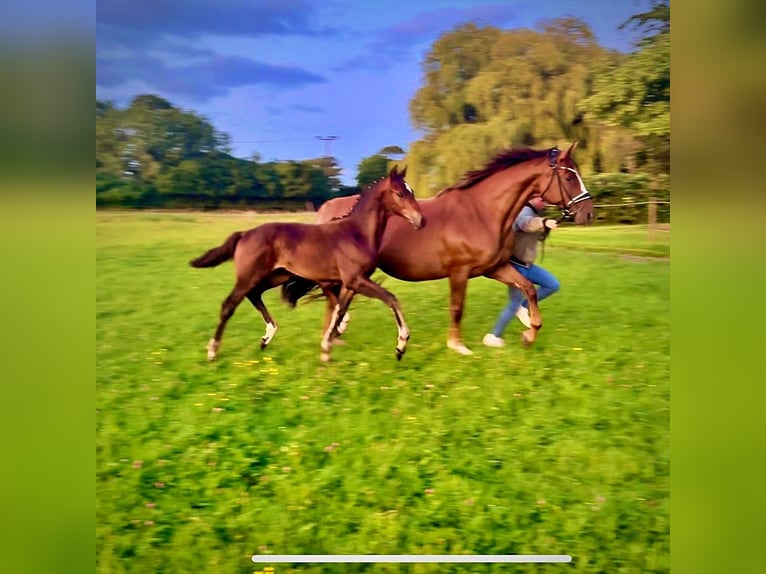 Oldenburger Hengst Fohlen (05/2025) 170 cm Dunkelbrauner in Usedom