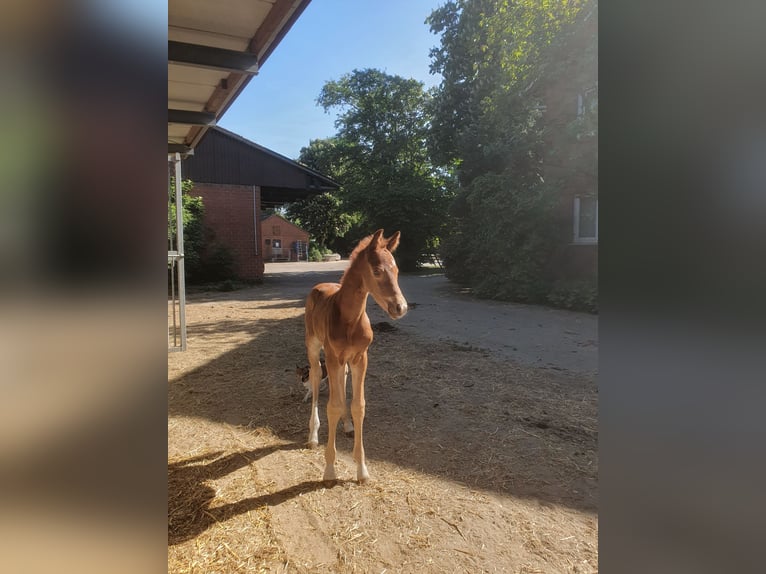 Oldenburger Hengst  170 cm Dunkelfuchs in Vechta