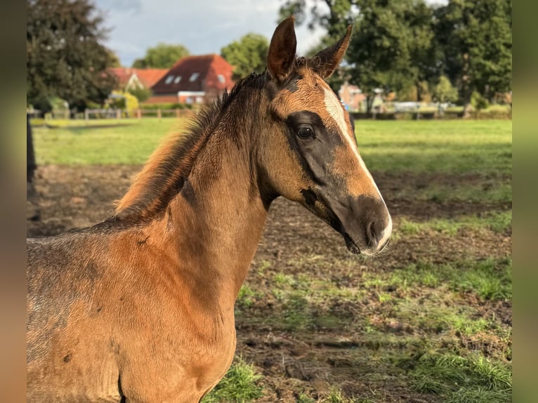 Oldenburger Hengst Fohlen (06/2025) 170 cm Dunkelfuchs in Gro&#xDF;efehn Bagband