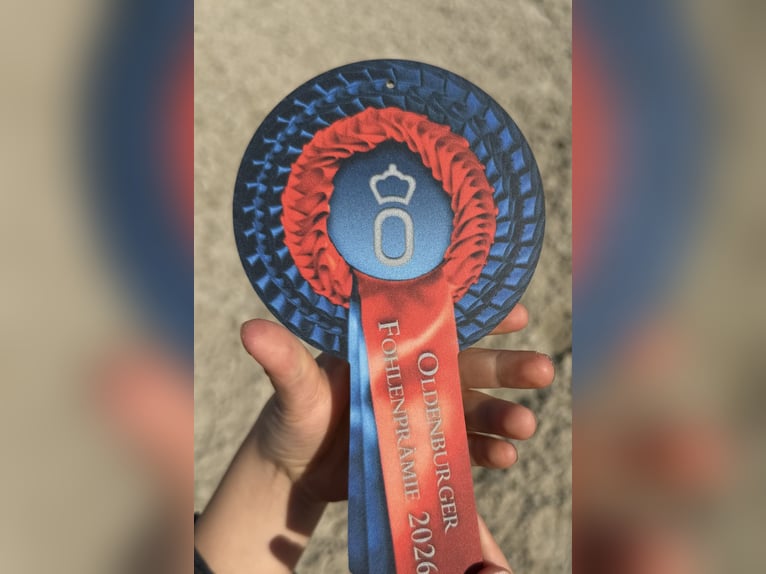 Oldenburger Hengst Fohlen (06/2026) 170 cm Dunkelfuchs in Wardenburg
