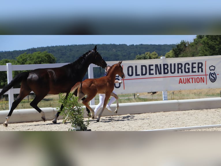 Oldenburger Hengst Fohlen (05/2025) 170 cm Dunkelfuchs in B&#xF6;singen