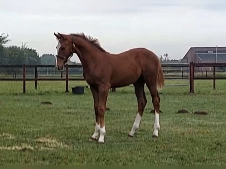Oldenburger Hengst Fohlen (05/2025) 170 cm Fuchs in Braderup