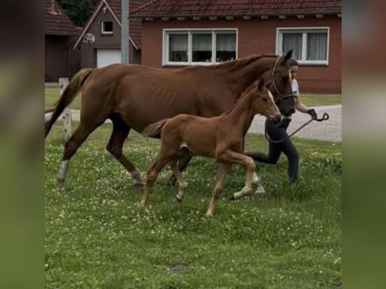 Oldenburger Hengst Fohlen (06/2025) 170 cm Fuchs in Gro&#xDF;efehn Bagband