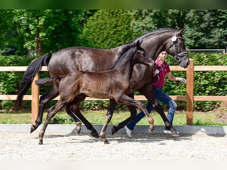 Oldenburger Hengst Fohlen (04/2026) 170 cm Rappe in Ahrensbök