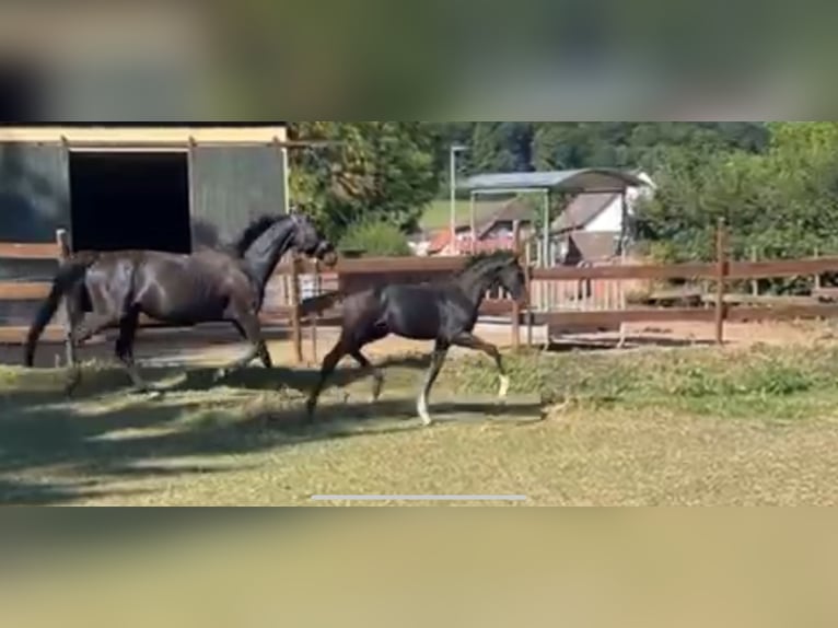 Oldenburger Hengst Fohlen (04/2025) 170 cm Rappe in Bad M&#xFC;nder am Deister