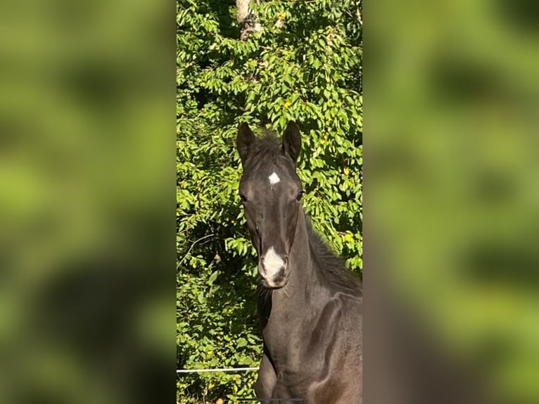 Oldenburger Hengst Fohlen (04/2025) 170 cm Rappe in Bad M&#xFC;nder am Deister