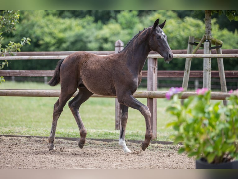 Oldenburger Hengst Fohlen (03/2024) 170 cm Rappe in Blunk