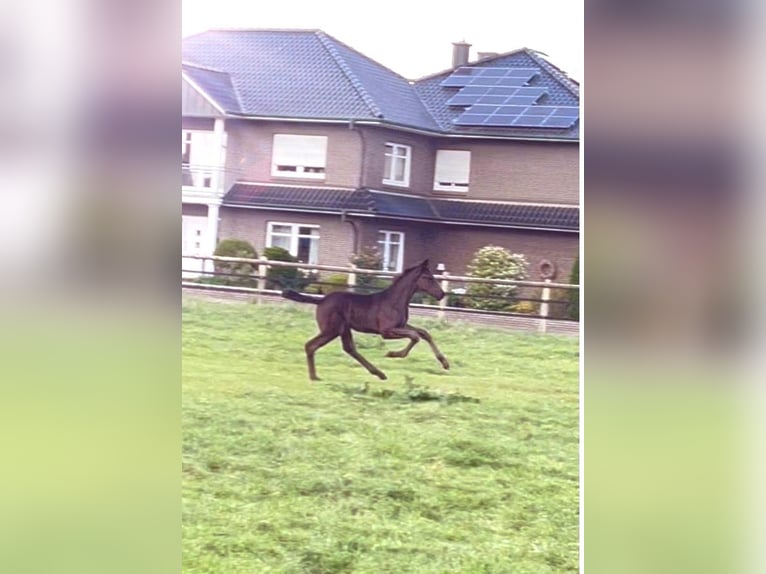 Oldenburger Hengst  170 cm Rappe in Damme