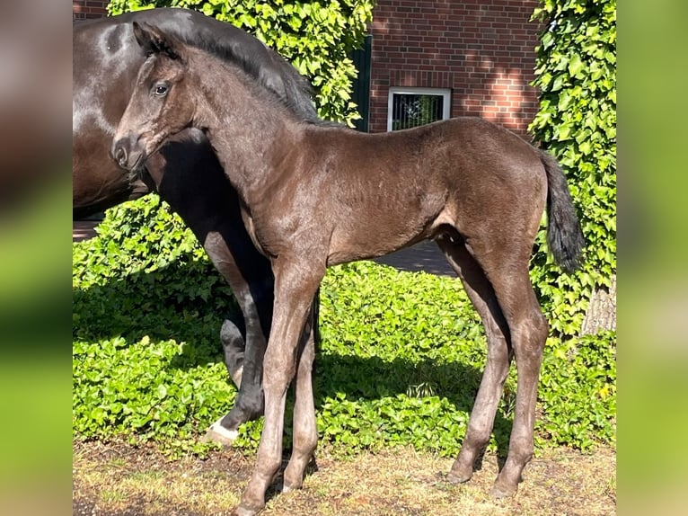 Oldenburger Hengst  170 cm Rappe in Damme