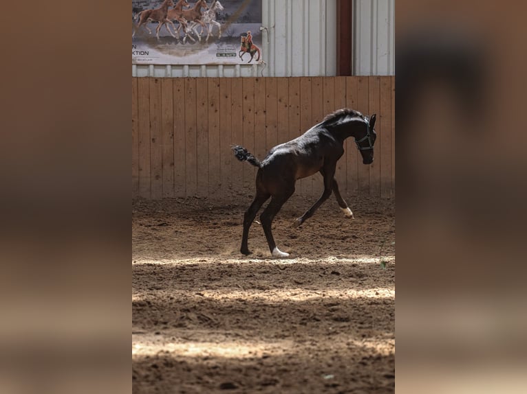 Oldenburger Hengst  170 cm Rappe in Hiddenhausen