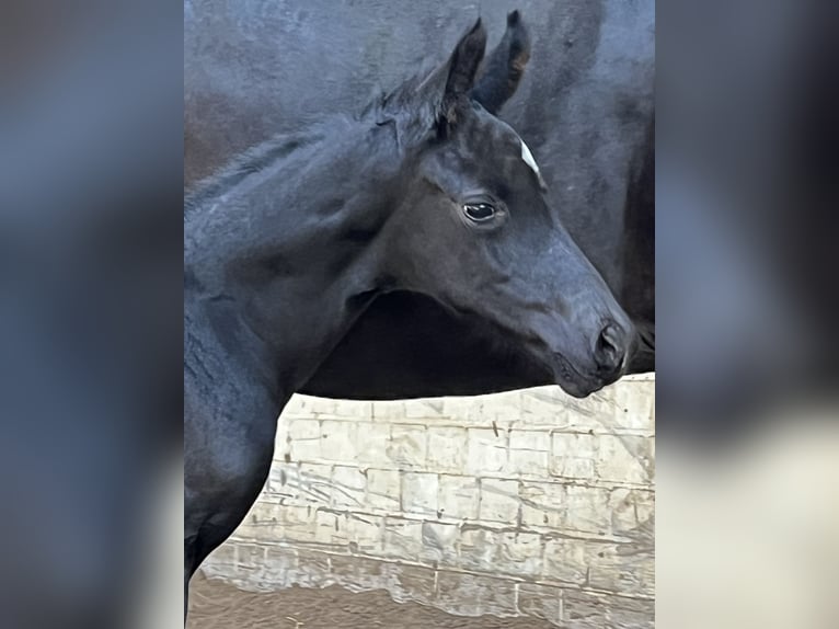 Oldenburger Hengst  170 cm Rappe in Hiddenhausen