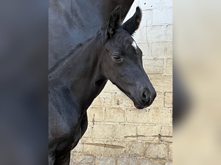 Oldenburger Hengst  170 cm Rappe in Hiddenhausen