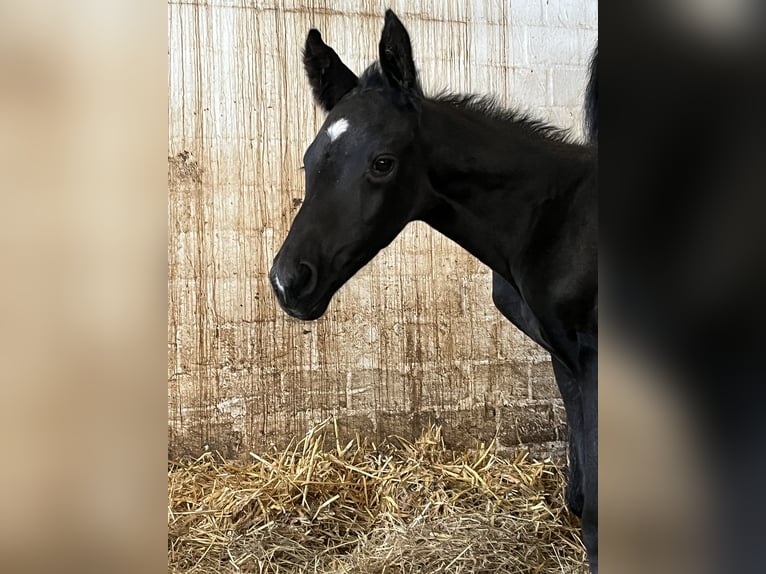 Oldenburger Hengst  170 cm Rappe in Hiddenhausen