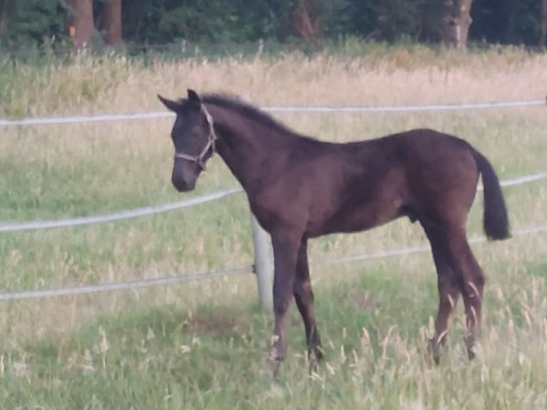 Oldenburger Hengst Fohlen (04/2026) 170 cm Rappe in Hörstel