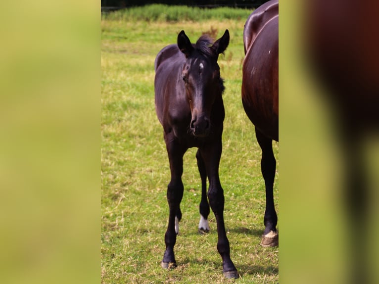 Oldenburger Hengst Fohlen (03/2025) 170 cm Rappe in Visbek