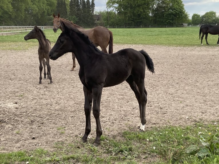 Oldenburger Hengst  170 cm Rappe in Visbek