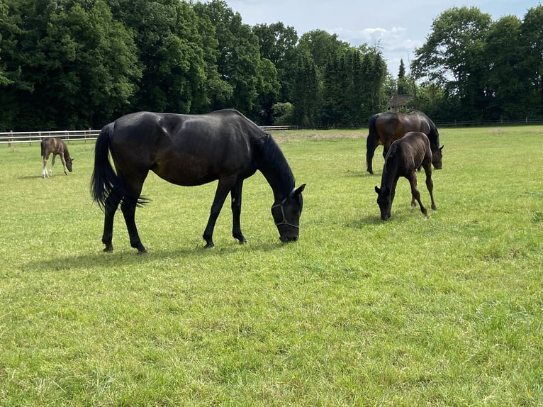 Oldenburger Hengst  170 cm Rappe in Visbek