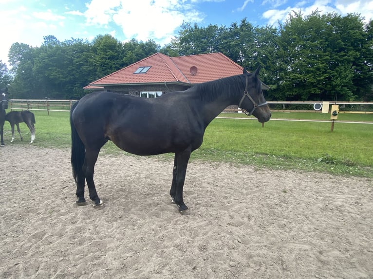Oldenburger Hengst  170 cm Rappe in Visbek