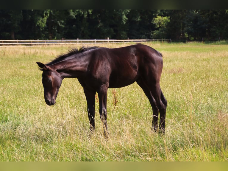 Oldenburger Hengst Fohlen (03/2025) 170 cm Rappe in Visbek