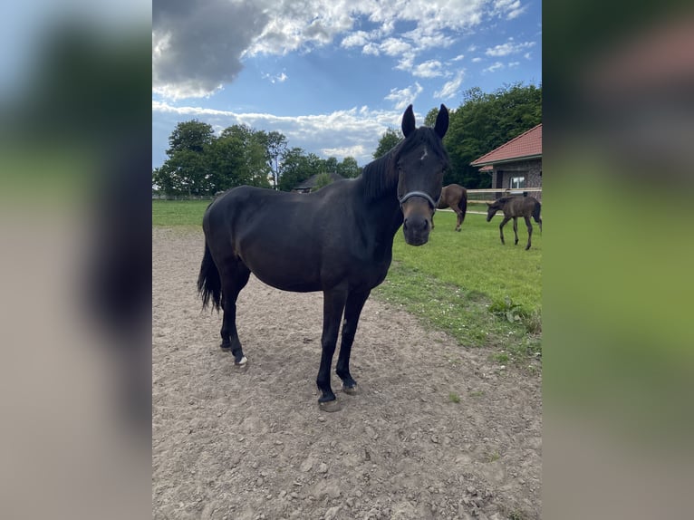 Oldenburger Hengst  170 cm Rappe in Visbek