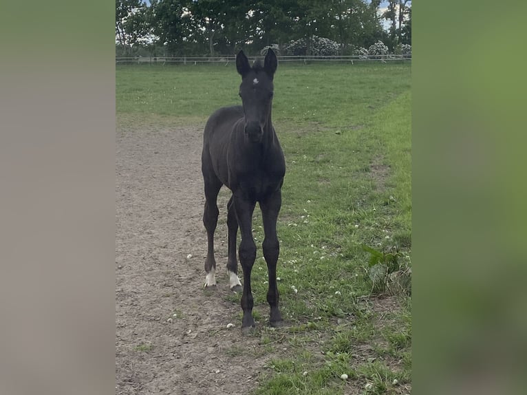 Oldenburger Hengst  170 cm Rappe in Visbek