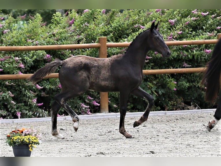 Oldenburger Hengst Fohlen (03/2025) 170 cm Rappe in Wittmund