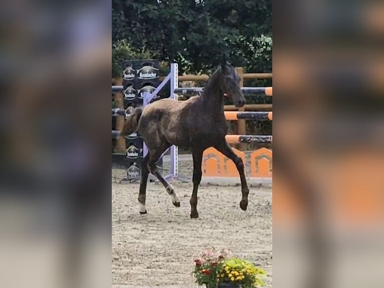 Oldenburger Hengst Fohlen (03/2025) 170 cm Rappe in Wittmund