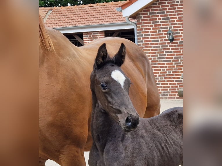 Oldenburger Hengst  170 cm Rappe in Bramsche