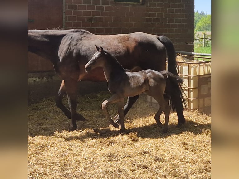 Oldenburger Hengst  170 cm Rappe in Garrel
